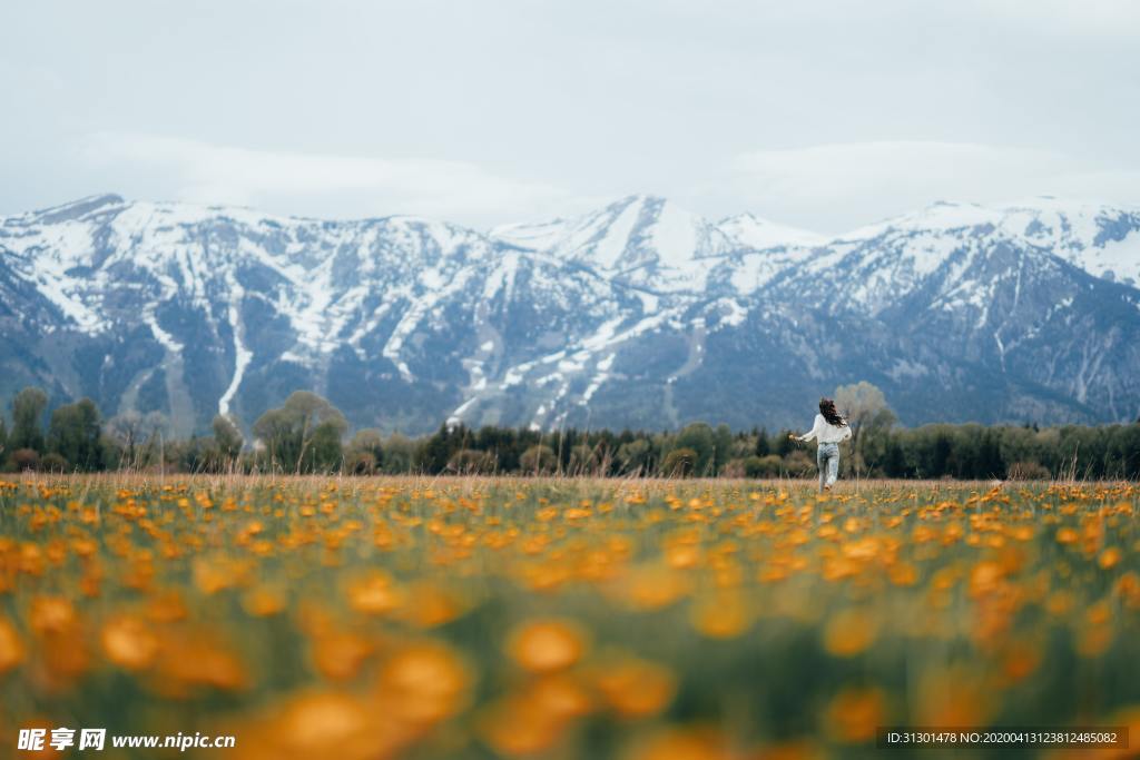 雪山花海