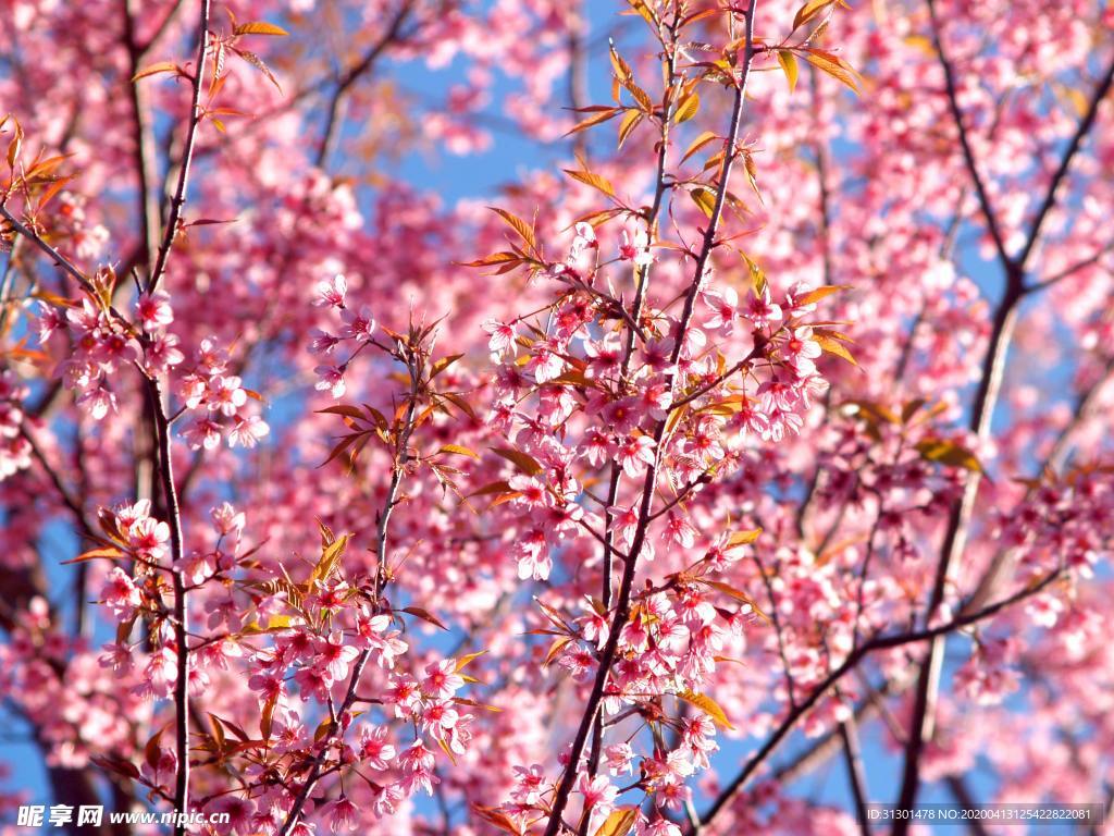 桃花林