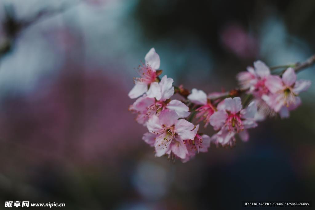桃花