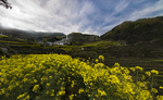 皖南村落梯田油菜花