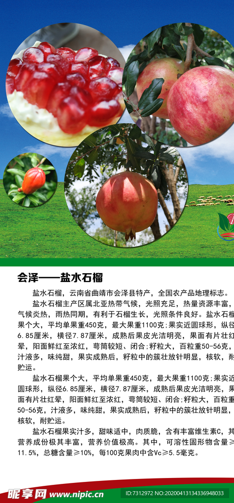 石榴 会泽旅游 会泽风光