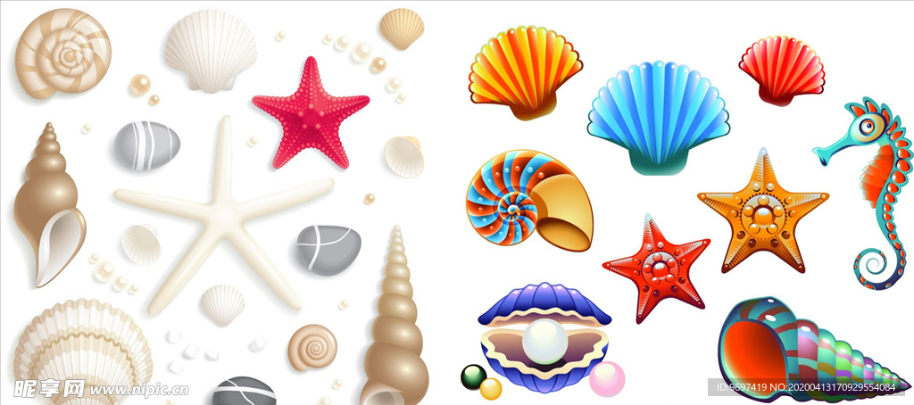 海洋生物贝壳