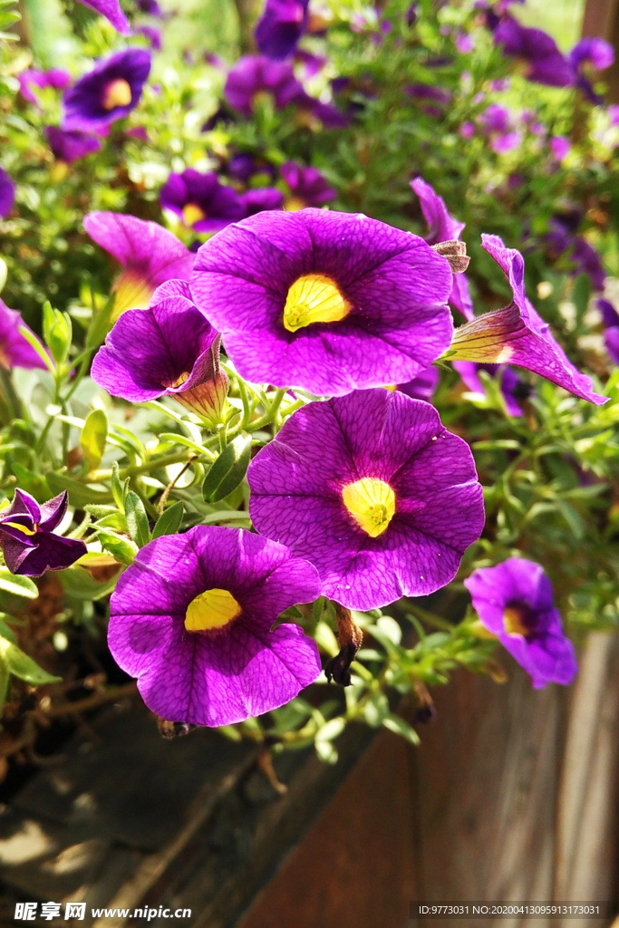 喇叭花
