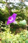 喇叭花