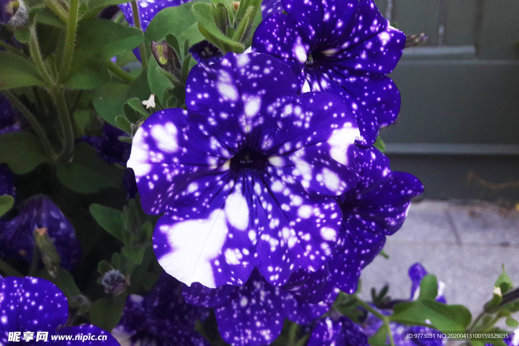 喇叭花