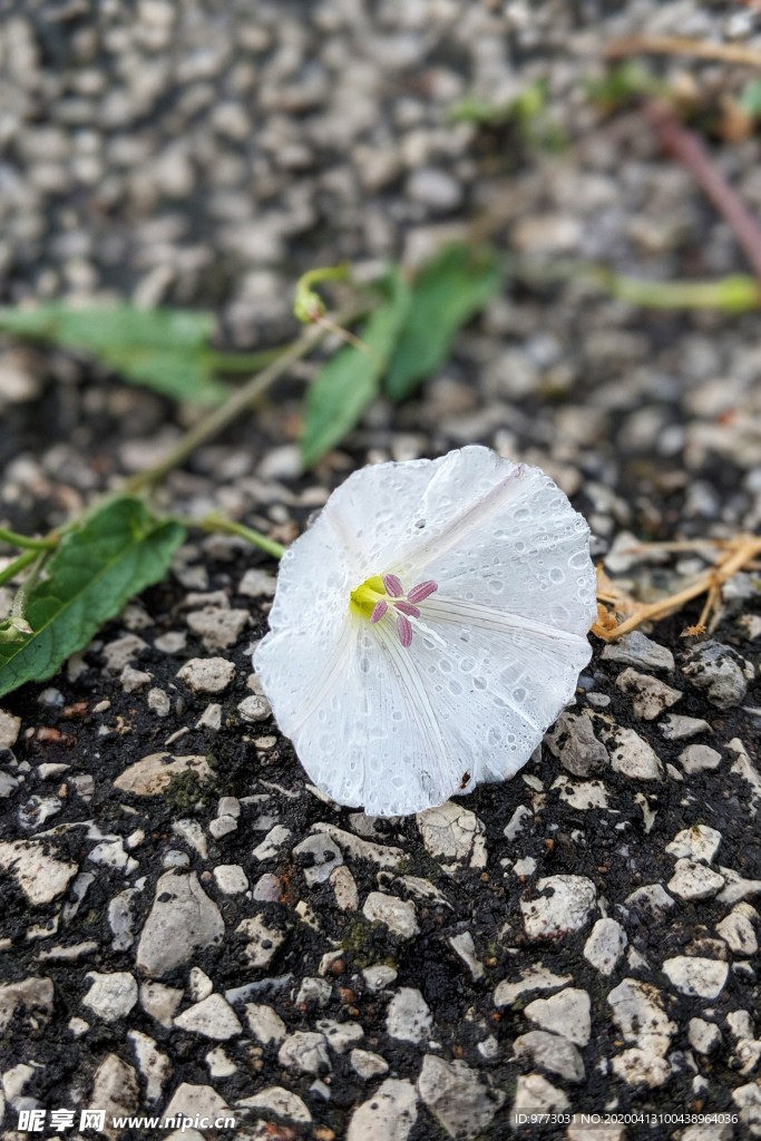 喇叭花