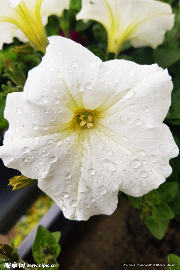 喇叭花