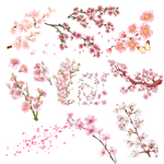 樱花素材