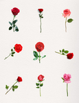 玫瑰花素材