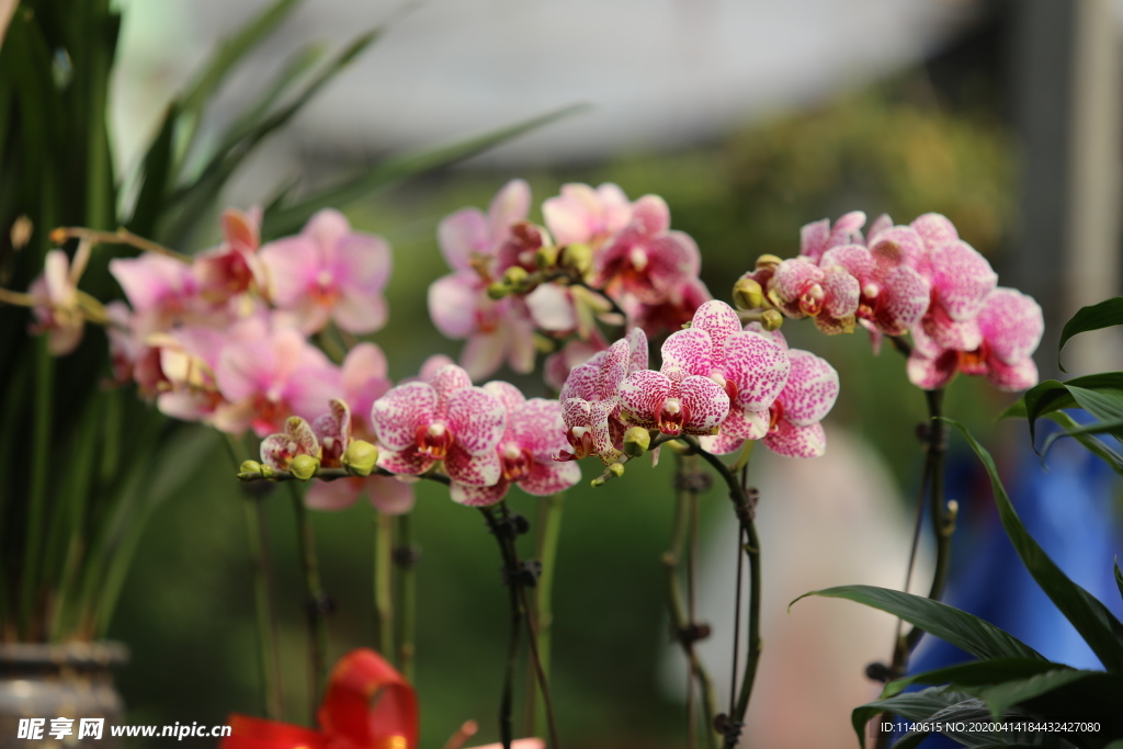 春天  花开  百花齐放  公