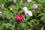 春天  公园  花开  花红柳