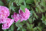 春天  公园  花开  花红柳