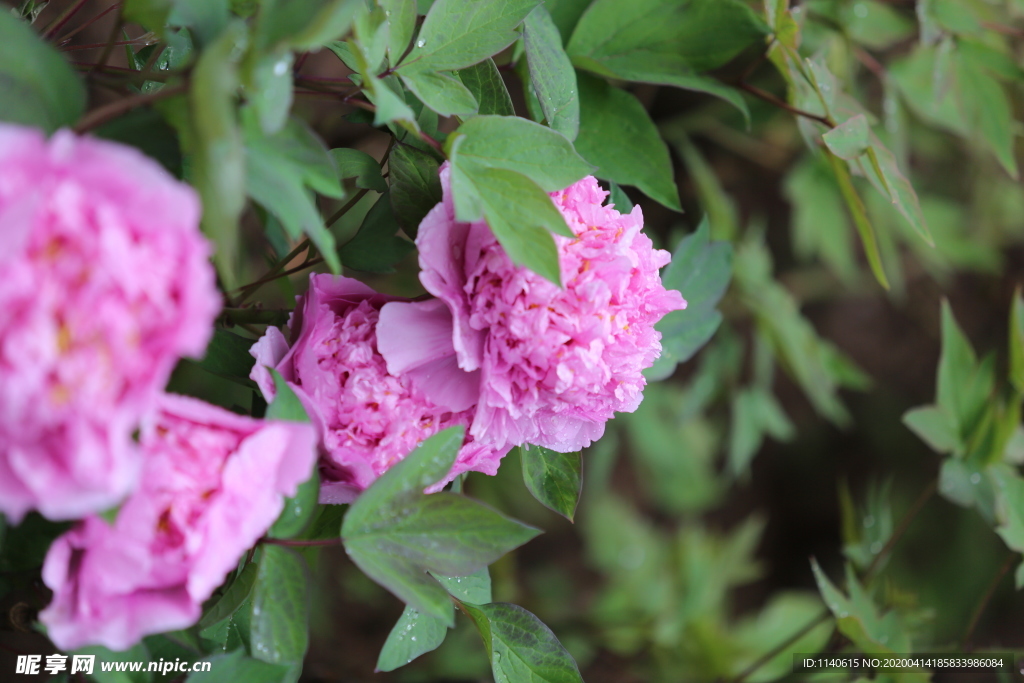 春天  公园  花开  花红柳