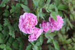 春天  公园  花开  花红柳