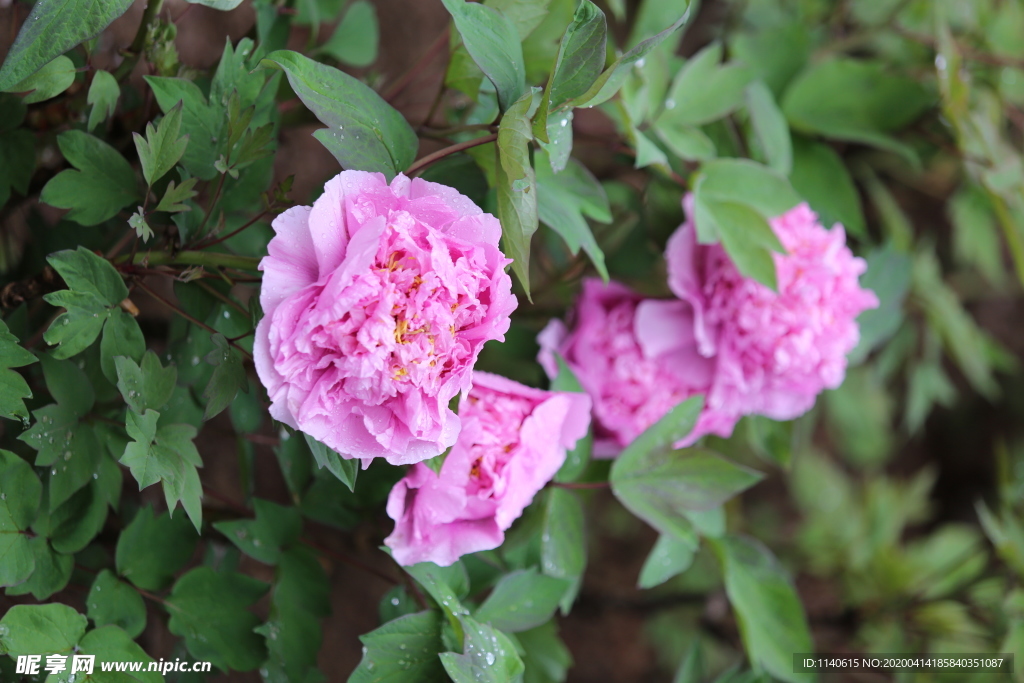 春天  公园  花开  花红柳