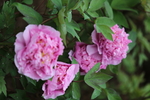 春天  公园  花开  花红柳