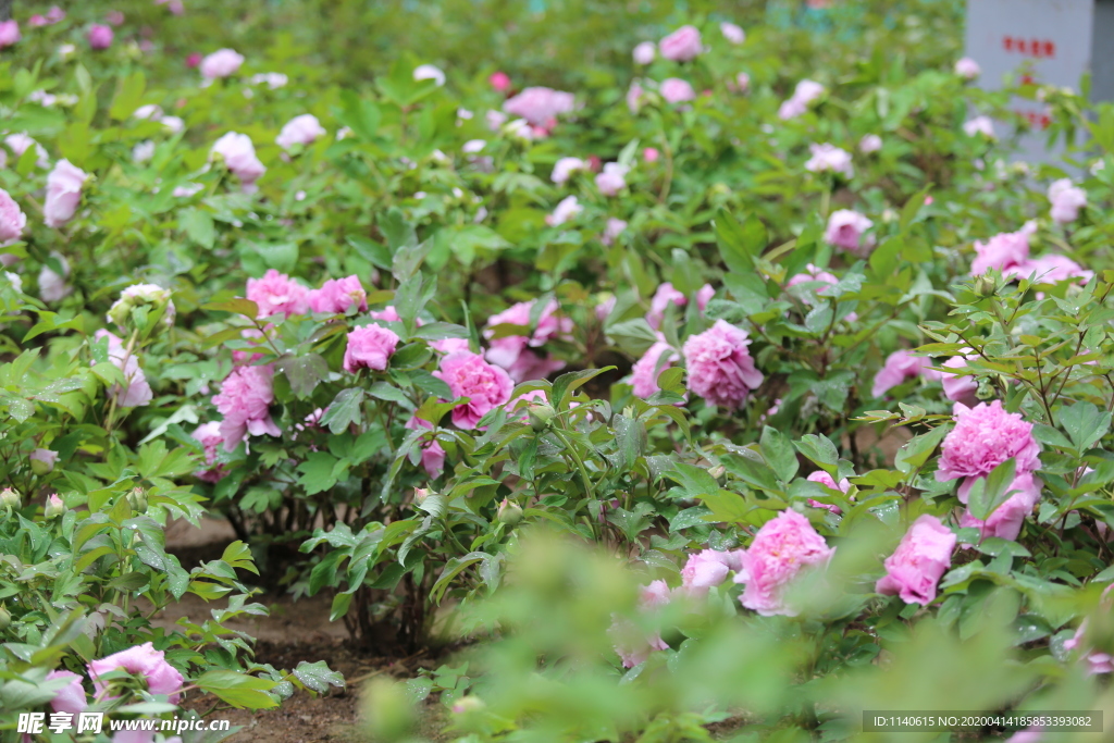 春天  公园  花开  花红柳