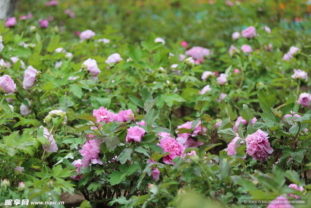 春天  公园  花开  花红柳