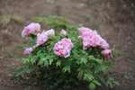 春天  公园  花开  花红柳