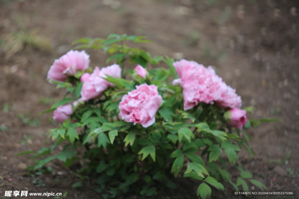 春天  公园  花开  花红柳