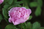 春天  公园  花开  花红柳