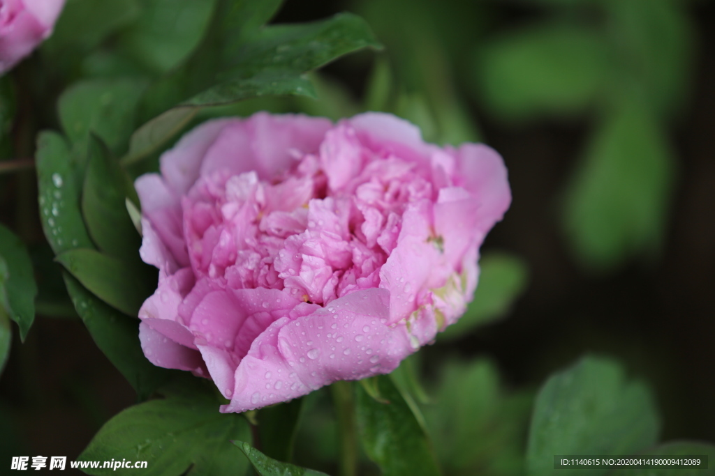 春天  公园  花开  花红柳