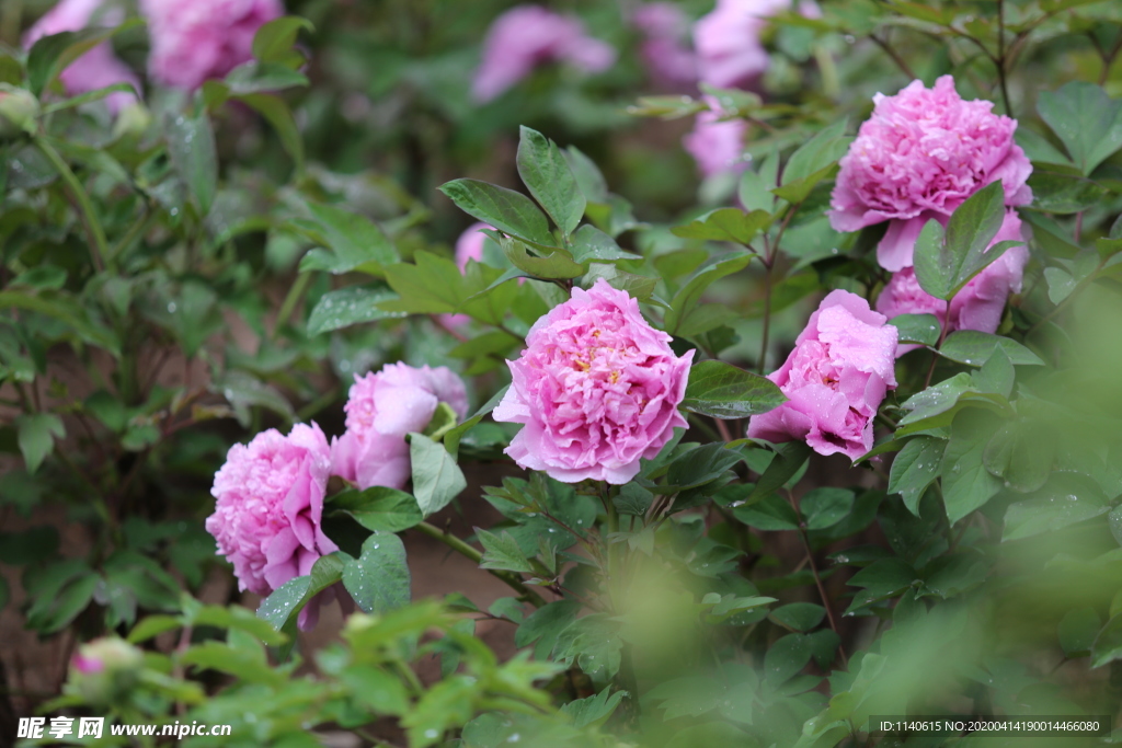 春天  公园  花开  花红柳