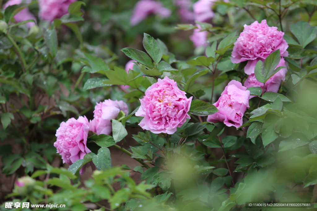 春天  公园  花开  花红柳