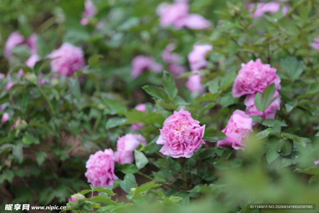 春天  公园  花开  花红柳