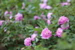 春天  公园  花开  花红柳
