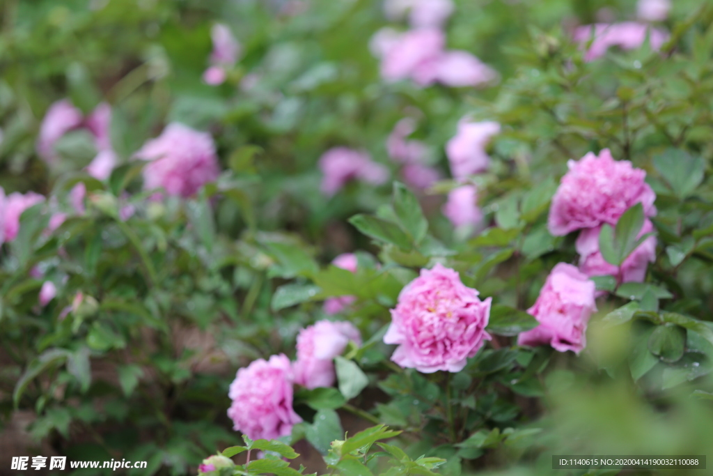 春天  公园  花开  花红柳