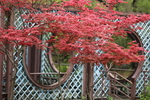 春天  公园  花开  花红柳
