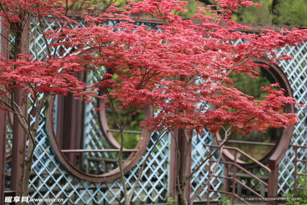 春天  公园  花开  花红柳