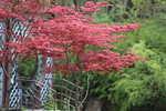 春天  公园  花开  花红柳