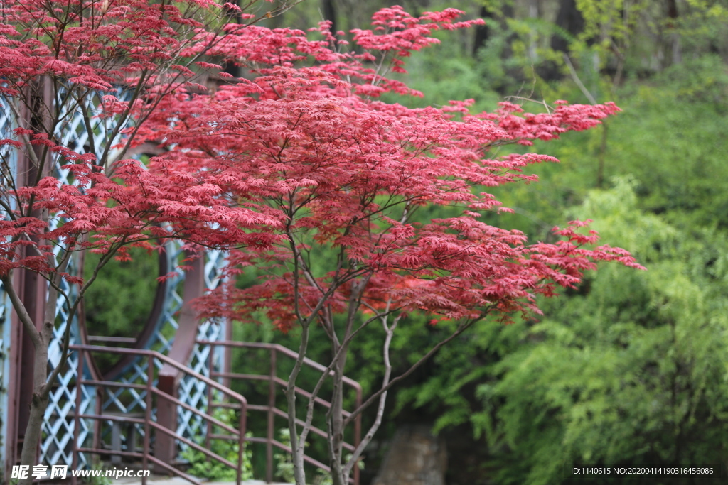 春天  公园  花开  花红柳