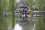 春天  公园  花开  百花齐