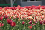 春天  公园  花开  百花齐