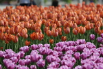 春天  公园  花开  百花齐