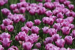 春天  公园  花开  百花齐