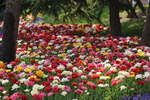 春天  公园  花开  百花齐