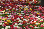 春天  公园  花开  百花齐