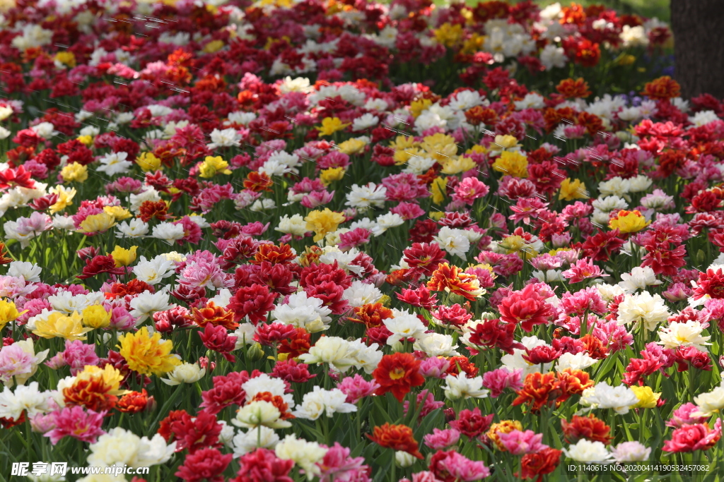 春天  公园  花开  百花齐