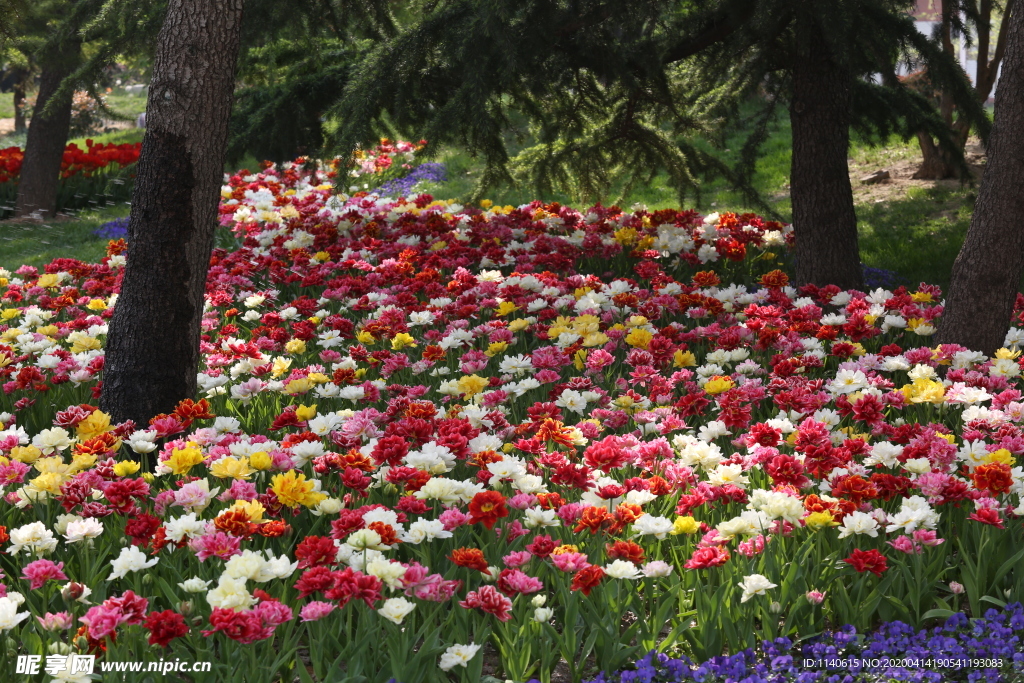 春天  公园  花开  百花齐