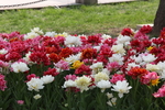 春天  公园  花开  百花齐