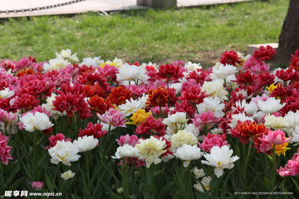 春天  公园  花开  百花齐