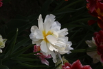 春天  公园  花开  百花齐
