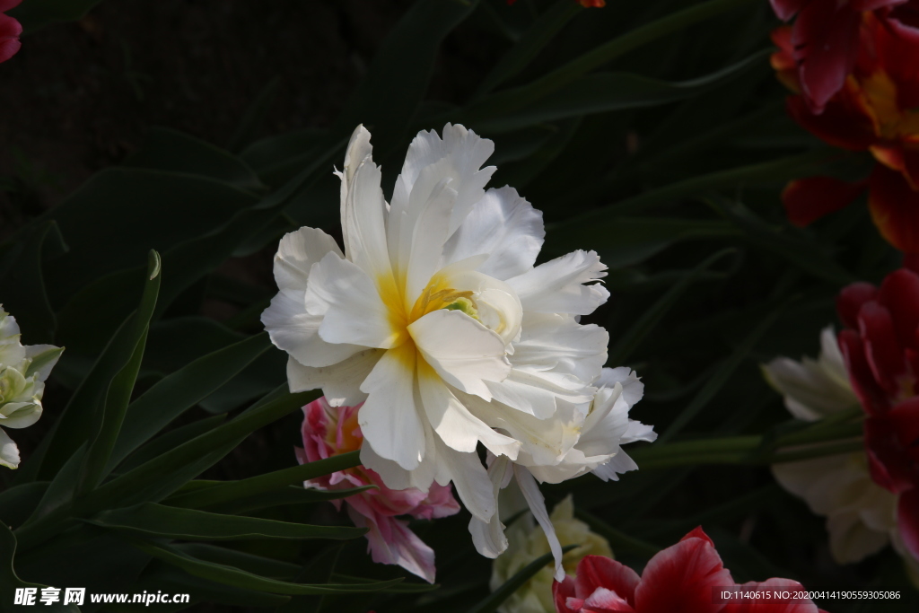 春天  公园  花开  百花齐