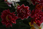 春天  公园  花开  百花齐