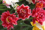 春天  公园  花开  百花齐
