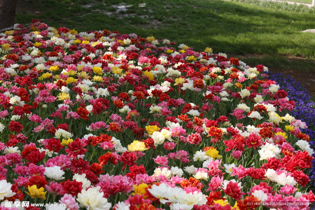 春天  公园  花开  百花齐